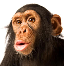 Por adaptación, en los antropoides se reduce el olfato y potencia la vista; los ojos se sitúan frontalmente facilitando la visión binocular o estereoscópica