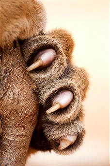 Las garras son características sobre todo de los carnívoros, insectívoros y quirópteros
