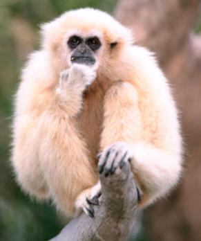 Los gibones, pertenecientes a la superfamilia Hominoideos (entre los que se encuentra el hombre), conforman junto a especies como los gorilas y orangutanes, el grupo de primates con mayor capacidad intelectiva