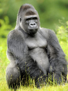 A la izquierda: un gorila (Gorilla gorilla); a la derecha: un orangután (Pongo pygmaeus). Ambos son primates Catarrinos pertenecientes a la superfamilia Hominoideos