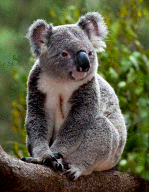 El Koala es un conocido marsupial perteneciente a la familia de los Falangéridos