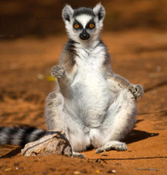 Los lémures son prosimios primitivos pertenecientes a la superfamilia Lemuroideos