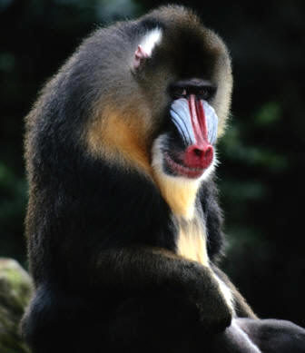 Los mandriles son primates Catarrinos pertenecientes a la superfamilia Cercopitecoideos