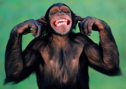 El oído de los mamíferos es muy sensible. Externamente, salvo en unos pocos, presenta pabellón, oreja y conducto auditivo externo