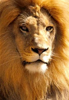 En los mamíferos el pelo tiene, fundamentalmente, una función de protección y termorregulación