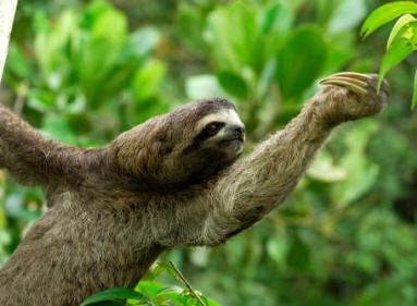 Perezoso (Bradypus tridactylus)