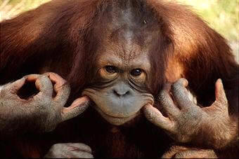 Los primates pueden hacer gestos gracias al desarrollo de los músculos del rostro, que les aportan una especial capacidad de expresión facial