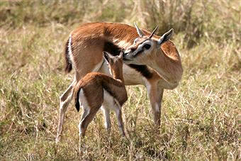 Los rumiantes presentan un estómago complejo, tabicado en cuatro cámaras. Una función típica es la regurcitación del alimento para realizar la rumia