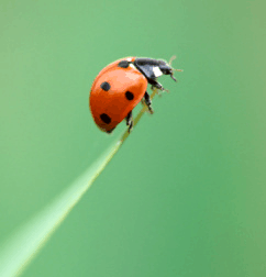 La popular mariquita (Coccinella septempunctata) es un coleóptero que se integra en la familia Coccinélidos