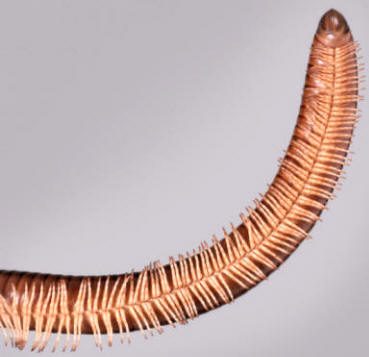 Detalle de los numerosos pares de patas de un miriápodo de la clase diplópodos