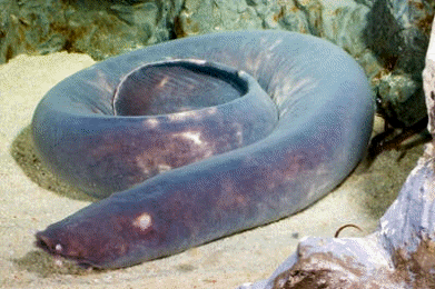 Mixina (Myxine glutinosa), un ciclóstomo de la clase mixines