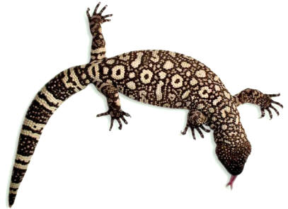 El monstruo de Gila (Heloderma horriudum) es un saurio venenoso del orden Escamosos