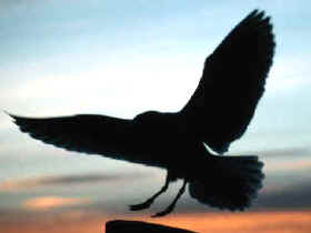 El movimiento es una característica de los metazoos que se desprende de sus dos rasgos básicos: pluricelularidad y función heterótrofa