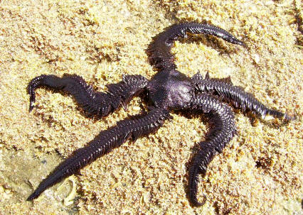 Estrella serpiente Ophiopteris antipodum