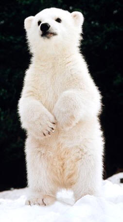 Las extremidades de los osos son del tipo plantígrado, ya que apoyan toda la planta del pie al marchar. En la foto, una cría de oso polar
