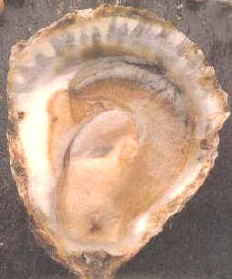 Ostras y mejillones son moluscos que se integran en la clase de los pelecípodos o lamelibranquios (bivalvos)