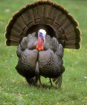 A la izquierda, un gallo doméstico (Gallus gallus); a la derecha un pavo salvaje (Meleagris gallopavo) --actualmente el pavo salvaje se encuentra ampliamente domesticado en todo el mundo--