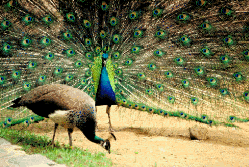 En muchas especies con dimorfismo sexual, los machos presentan colores muy llamativos y vistosos para atraer a las hembras