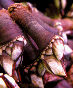 Los percebes son crustáceos cirrípedos integrados en el orden Torácicos