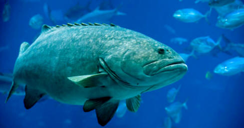 Un osteíctio (Epinephelus lanceolatus)
