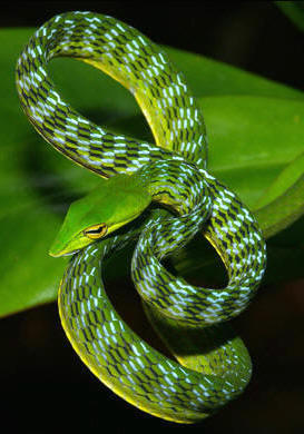 Los reptiles presentan el cuerpo generalmente recubierto con un exoesqueleto de escamas epidérmicas córneas. Pueden mostrar coloraciones muy variadas. En la imagen una serpiente de morro largo (Ahaetulla nasuta)