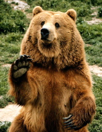 Las garras son características sobre todo de los carnívoros, insectívoros y quirópteros