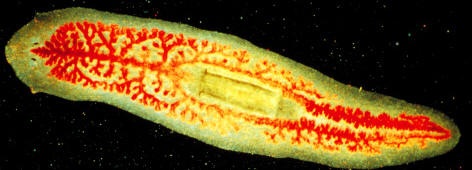Los platelmintos son metazoos parásitos o carnívoros, de cuerpo aplanado como una cinta