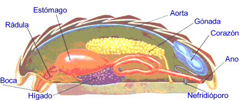 Anatomía interna de un Anfineuro poliplacóforo
