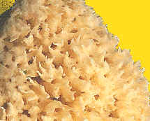 Las esponjas están provistas de numerosos canalículos y poros a través de los cuales se filtra el agua y pueden recibir las partículas nutritivas que arrastra con las corrientes