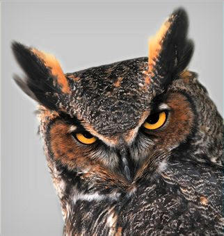 Búhos, lechuzas y cárabos, son aves rapaces de hábitos nocturnos pertenecientes al orden Estrigiformes. En la foto un búho de cuernos (Bubo virginianus)