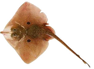 La raya es un eslamobranquio integrado en el superorden hipotremados