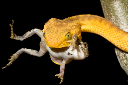 Los reptiles son mayoritariamente depredadores. Algunos poseen glándulas que segregan venenos muy potentes capaces de causar la muerte