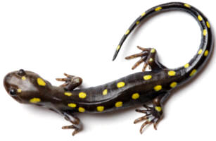 Salamandra