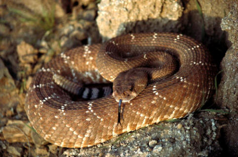 Serpiente de cascabel Diamante rojo (Crotalus ruber)