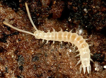 Miriápodo del género Symphyla