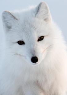 Los Euterios son los mamíferos placentarios y que presentan los caracteres más evolucionados. Agrupan unas 16 familias con numerosas especies muy conocidas, tales como las cabras, ciervos, zorros, hipopótamos, etc.