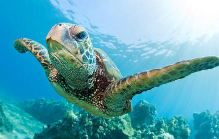 Tortuga marina de las aguas de Hawai