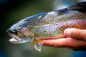 Las truchas son Teleósteos de agua dulce pertenecientes al orden Cupleiformes, familia Salmónidos