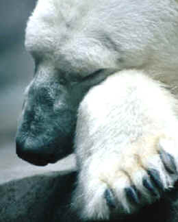 En su colonización del medio terrestre, los cambios evolutivos de los primeros habitantes del medio acuático derivaron en extremidades locomotoras pentadáctilas con adaptaciones específicas, tales como las manos desgarradoras de los úrsidos, los felinos, etc.