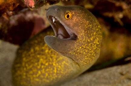 En la imagen, mandíbulas de una Morena, voraz depredador marino