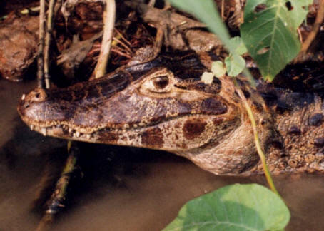 Yacaré negro (Caiman yacare)