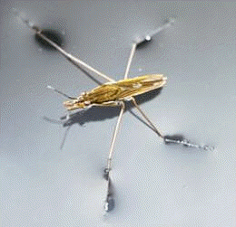 Los zapateros (género Gerris) son hemípteros integrados en la familia Gérridos