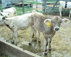 La zootecnia es una de las ramas de la zoología aplicada que se ocupa del estudio de los animales domésticos con fines económicos o prácticos